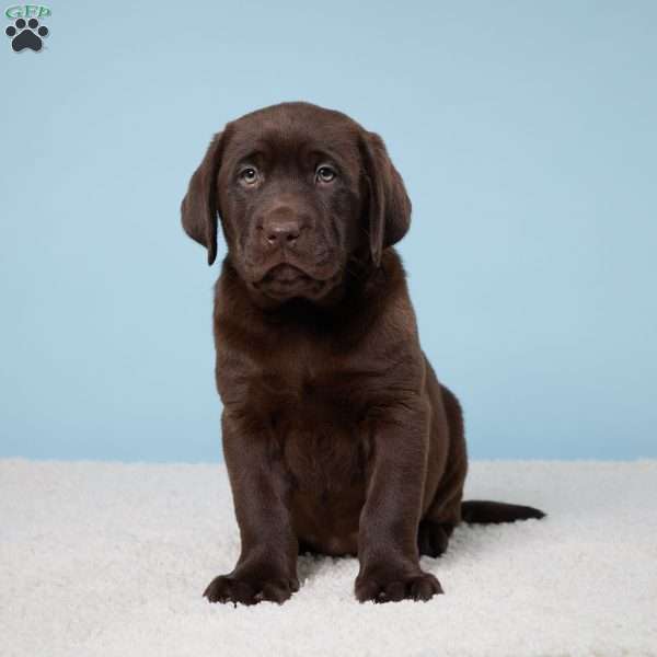 Pansy, Chocolate Labrador Retriever Puppy